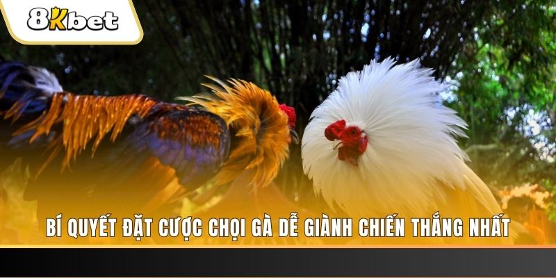 33 win may club nổ hũ